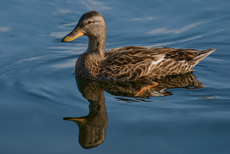 Tiere Aasee BocholtD35_9310 als Smart-Objekt-1 Kopie.jpg - Es gibt immer was zum entdecken - die Ente hat unseren Anton im Blickwinkel, der sich aber gar nicht für sie interessiert. Für unsere Seeumrundung ( 3 Kilometer ) haben wir  3,5 Stunden gebraucht - das macht uns so schnell keiner nach.